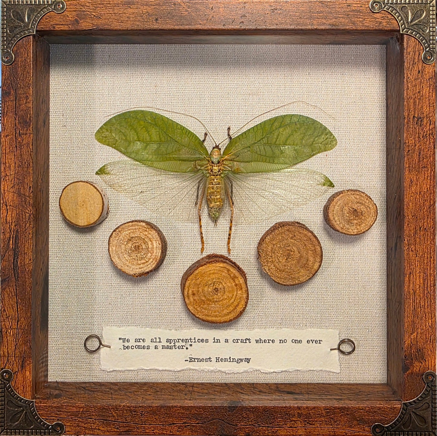 9"x9" Male Giant Bush Cricket (Onomarchus uninotatus) Shadowbox Frame