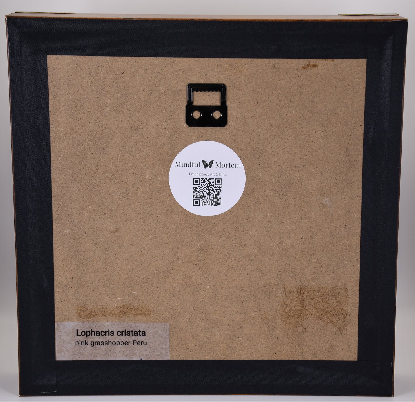 9"x9" Pink Grasshopper (Lophacris cristata) Shadowbox Frame