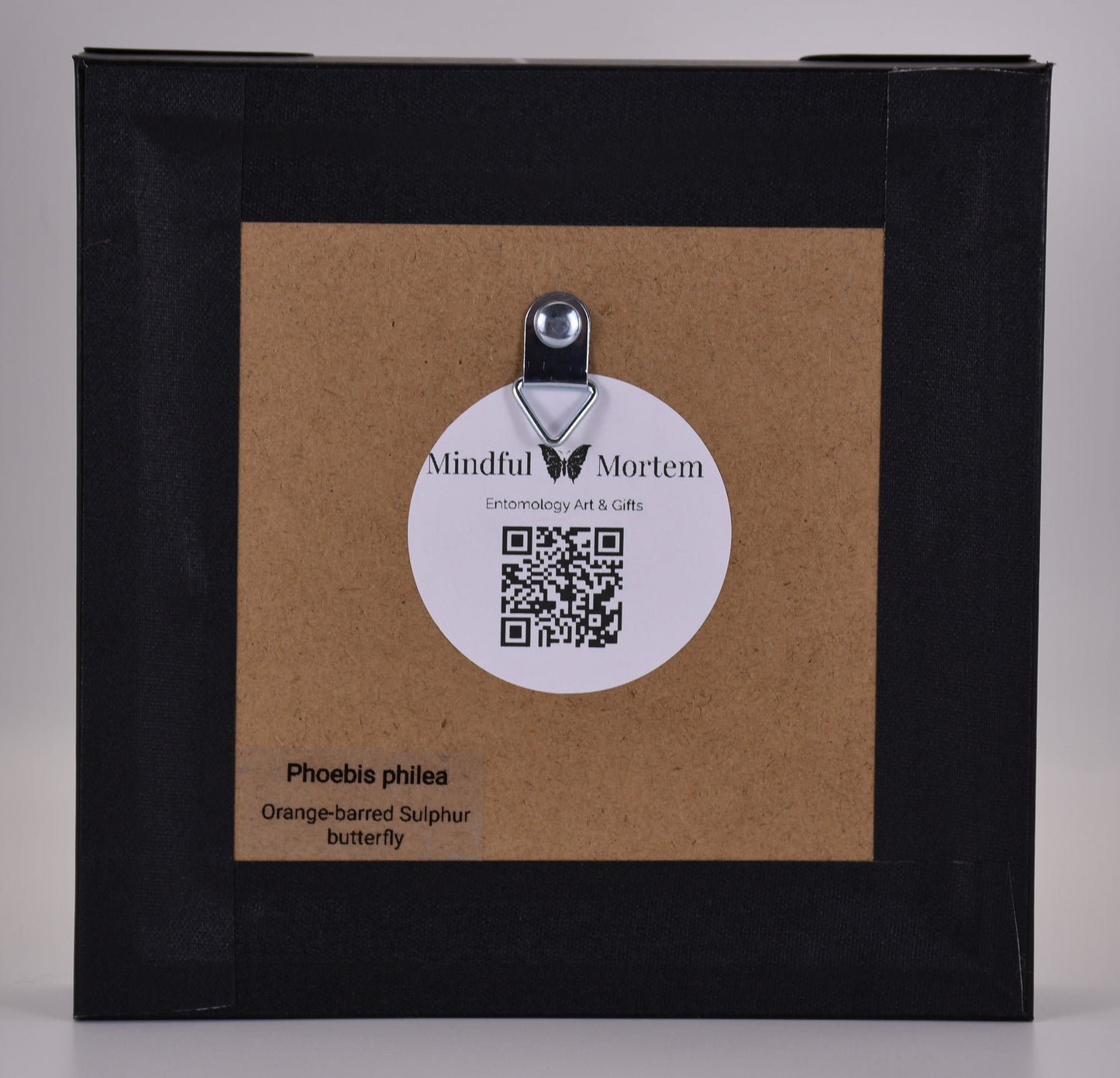 5"x5" Orange-Barred Sulphur Butterfly (Phoebis philea) Frame