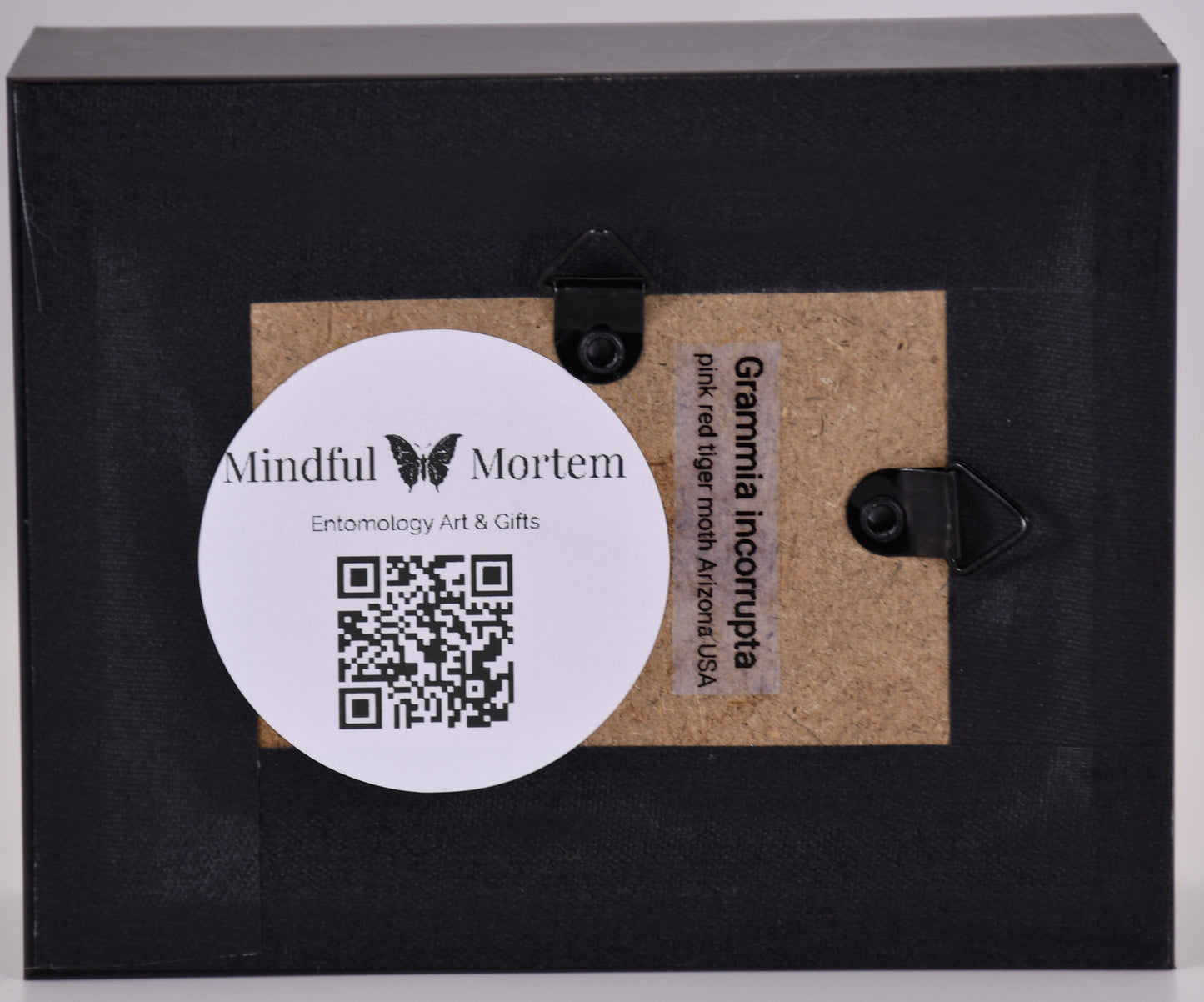 3"x4" Pink-Red Tiger Moth (Grammia incorrupta) Shadowbox Frame