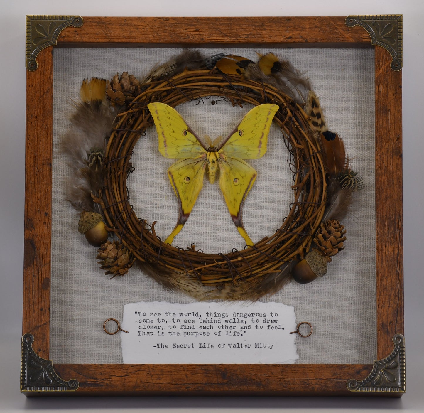 9"x9" Golden Moon Moth (Actias sinensis) Shadowbox Frame