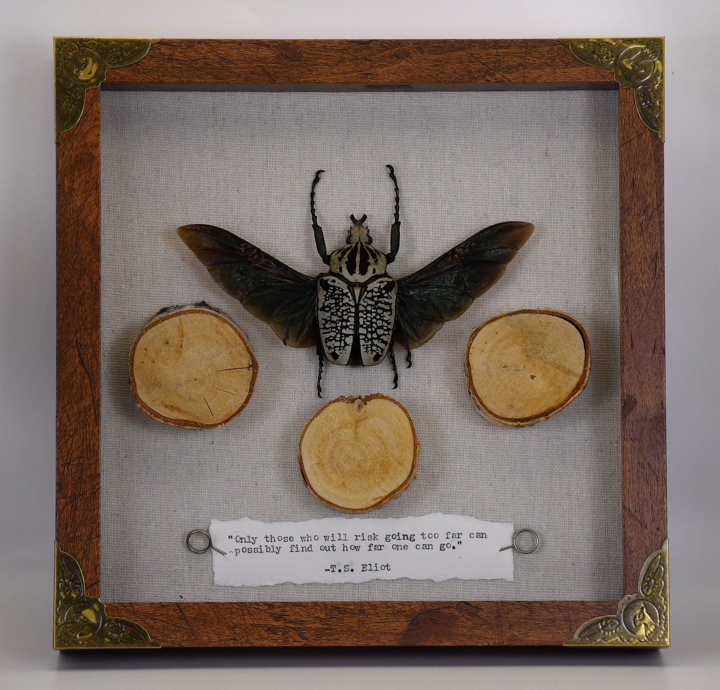 9"x9" African Flower Beetle (Goliathus orientalis)Shadowbox Frame