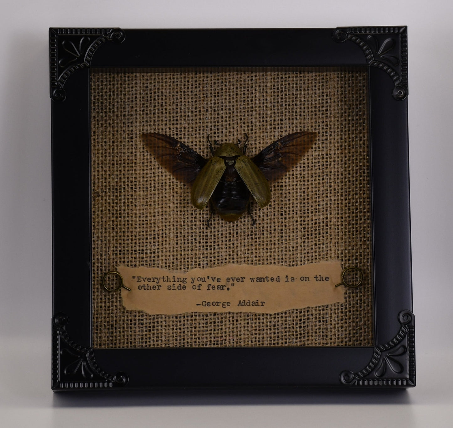 6"x6" Scarab Beetle (Lepidota sitgma)Shadowbox Frame