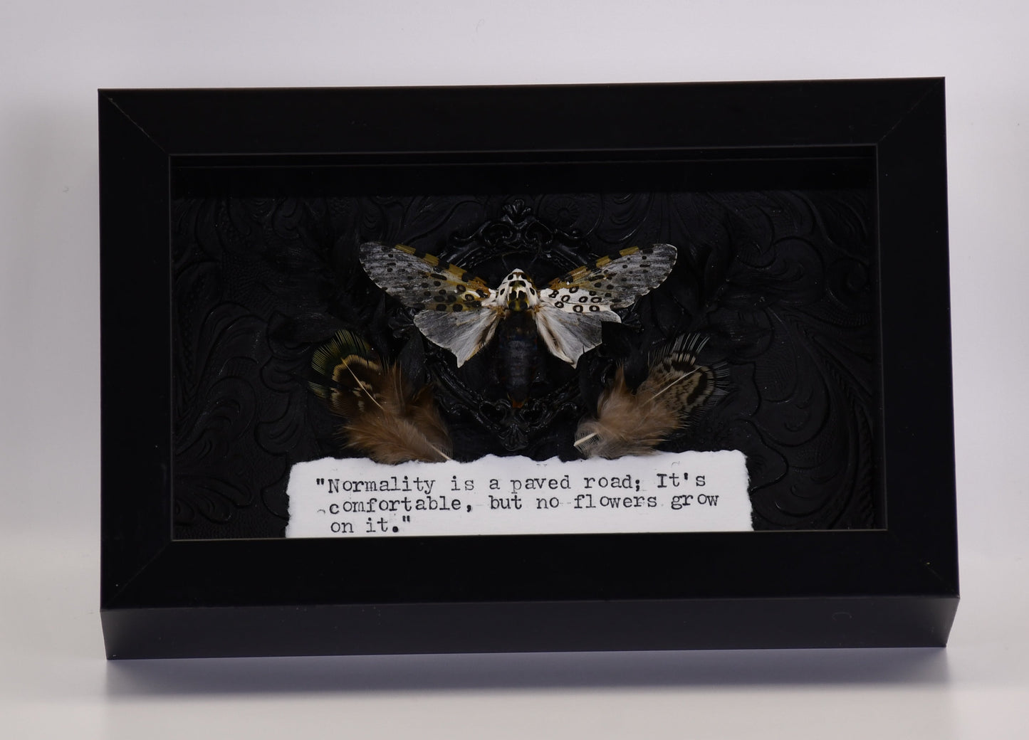 6"x3.5" White & Black Leopard Moth (Hypercompe scribonia) Shadowbox Frame