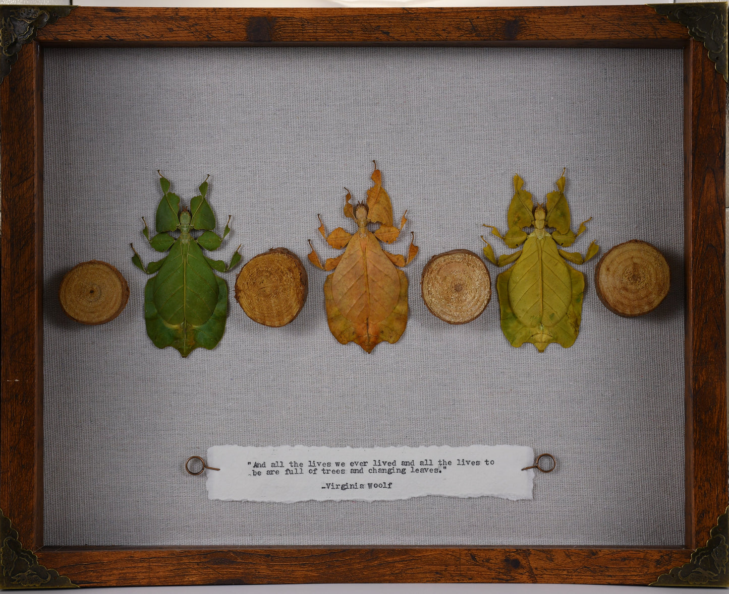 11"x14" Green, Orange, and Yellow Green Leaf Insect (Phyllium pulchrifolium) Shadowbox Frame