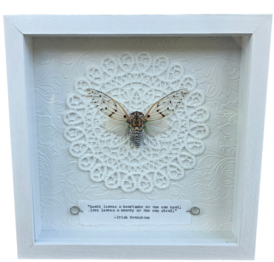9"x9" Ghost Cicada (Ayuthia spectabilis) Shadowbox Frame