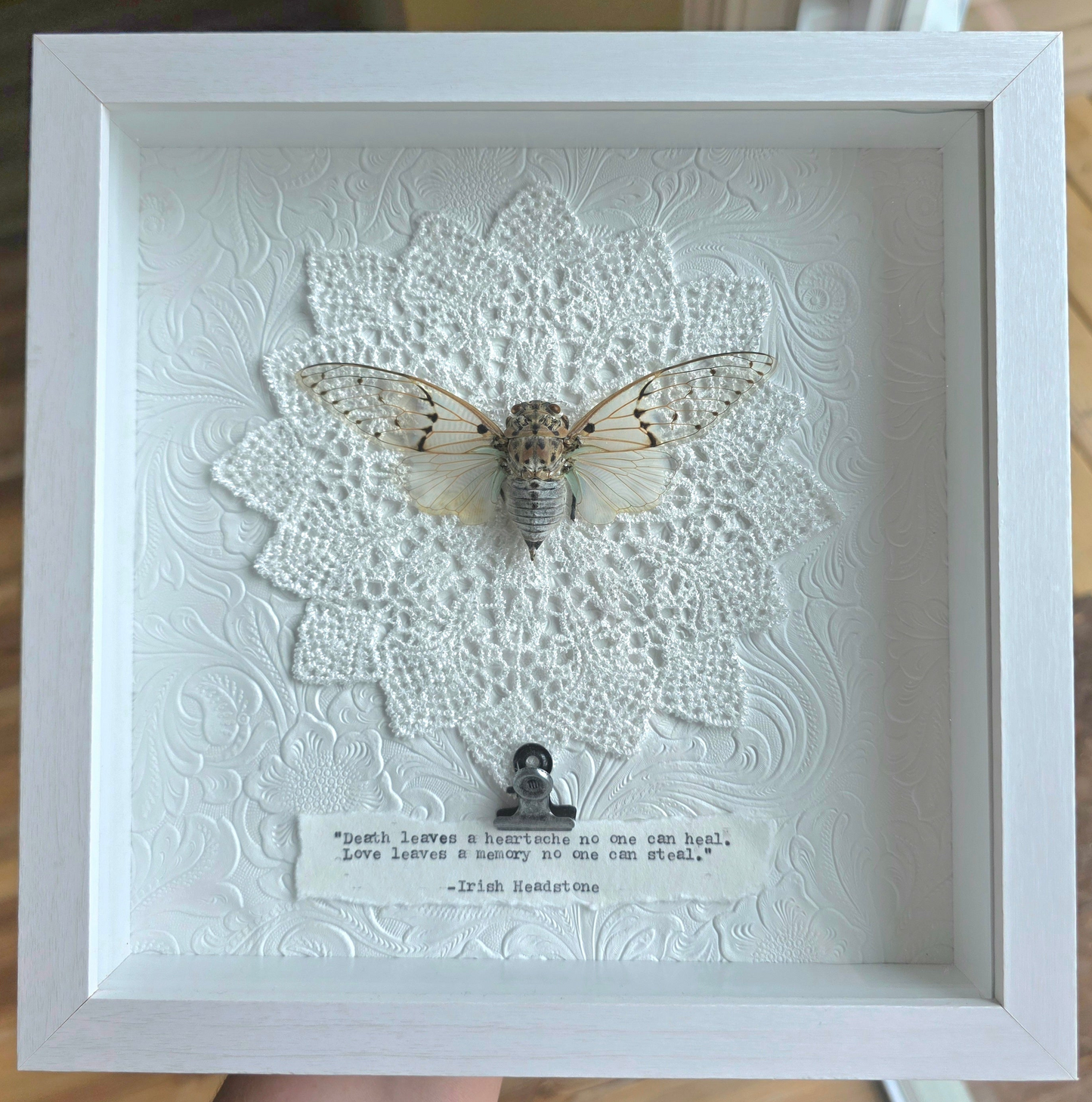 9"x9" Ghost Cicada (Ayuthia spectabilis) Shadowbox Frame