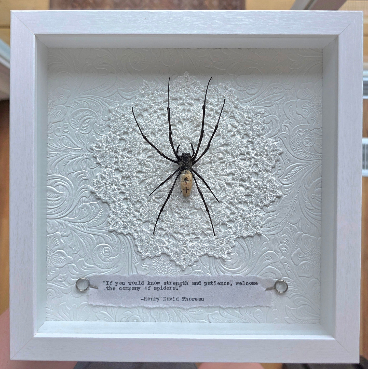 9"x9" Orb Weaver Spider (Nephila vitiana) Shadowbox Frame