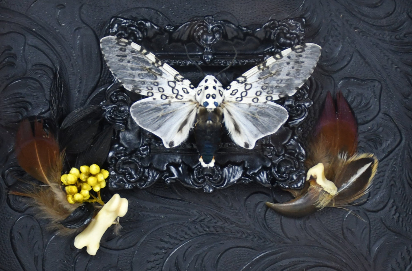 6"x6" White & Black Leopard Moth (Hypercompe scribonia) Shadowbox Frame