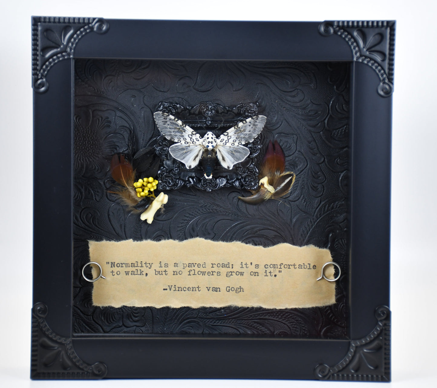 6"x6" White & Black Leopard Moth (Hypercompe scribonia) Shadowbox Frame