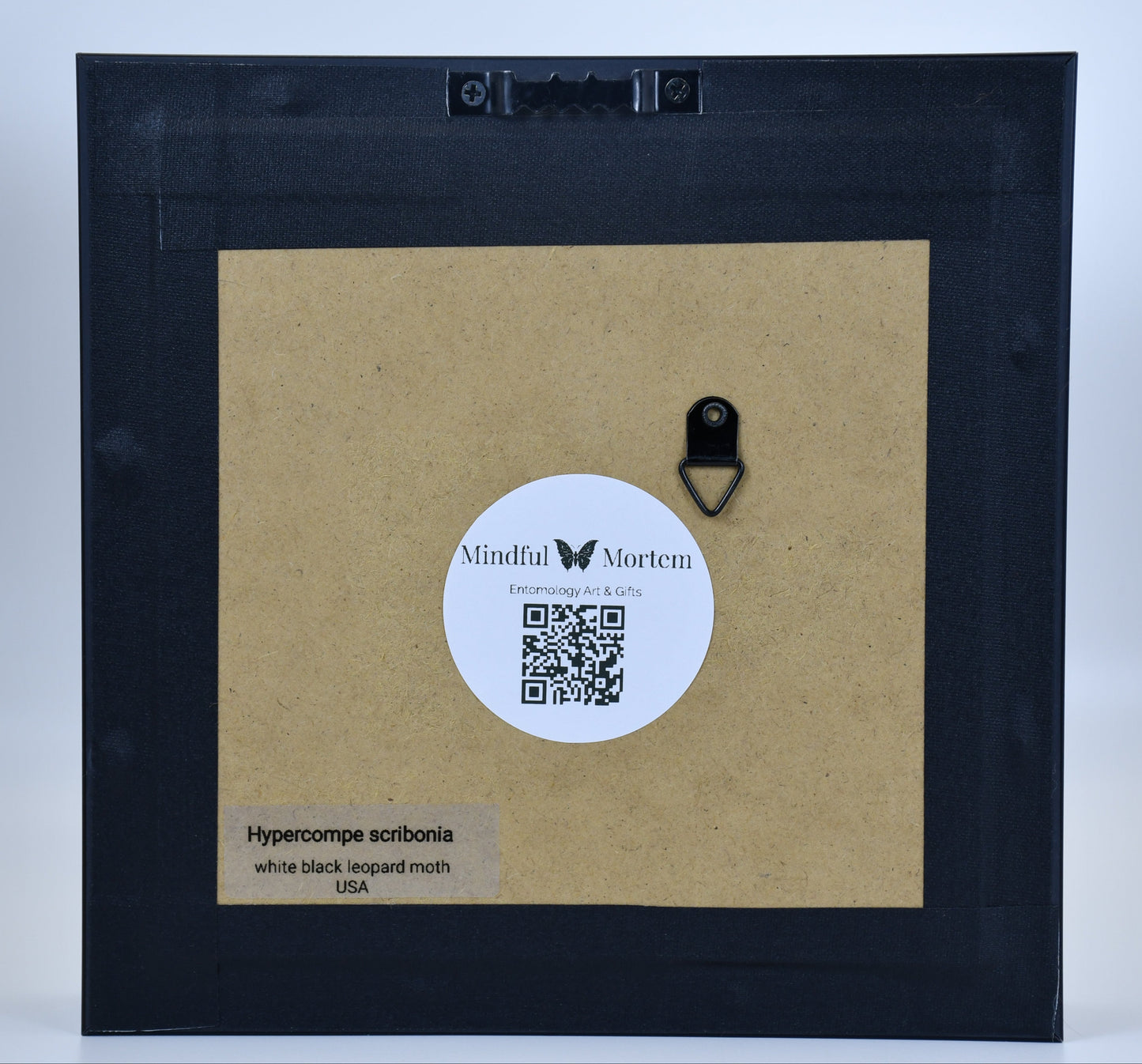 6"x6" White & Black Leopard Moth (Hypercompe scribonia) Shadowbox Frame