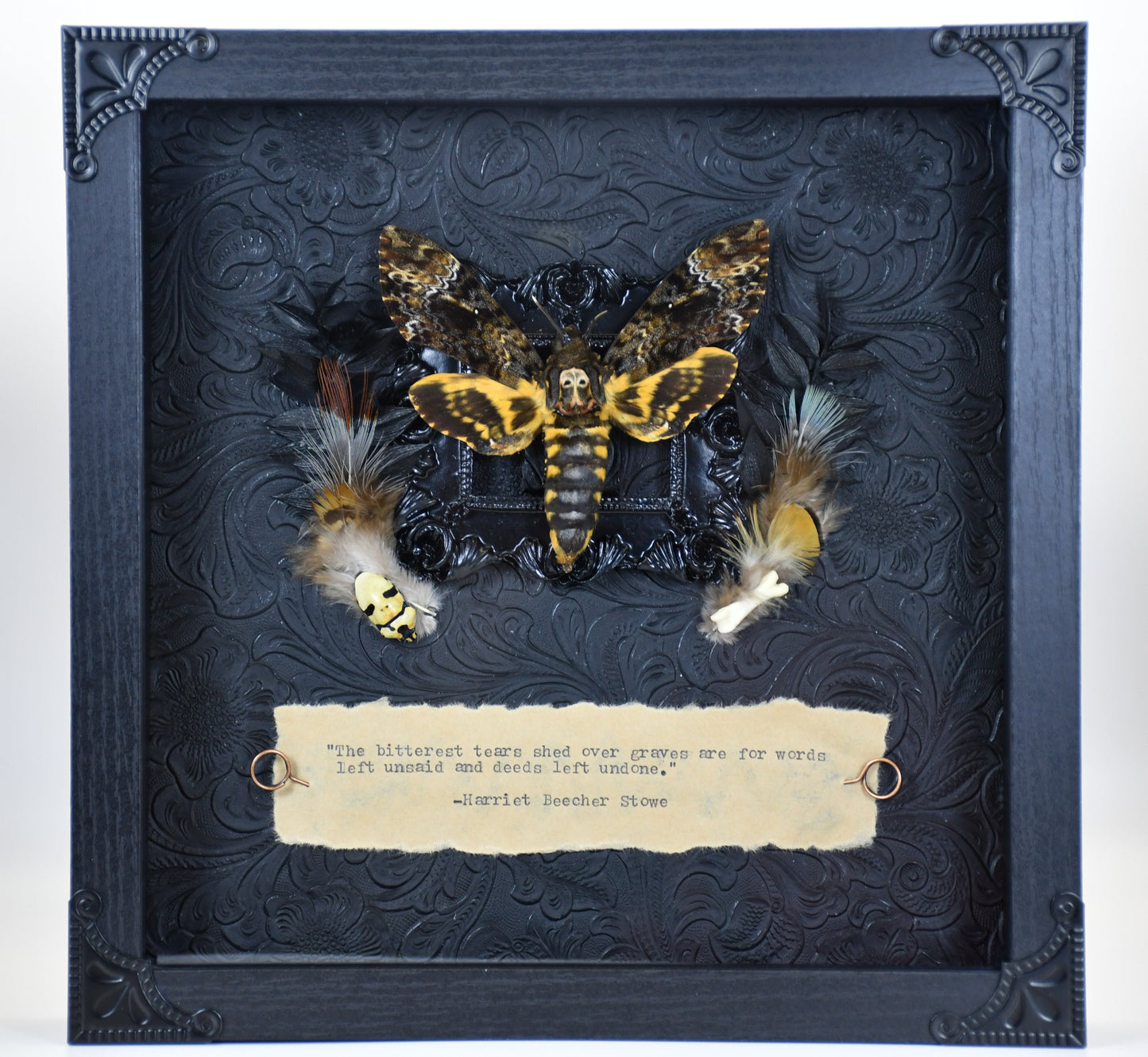 9"x9" Death's-Head Hawkmoth (Acherontia lachesis) Shadowbox Frame