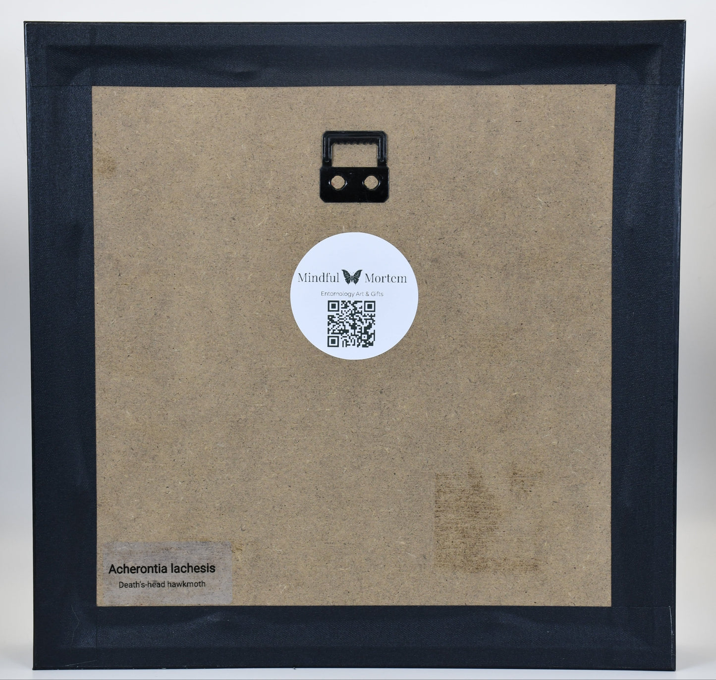 9"x9" Death's-Head Hawkmoth (Acherontia lachesis) Shadowbox Frame