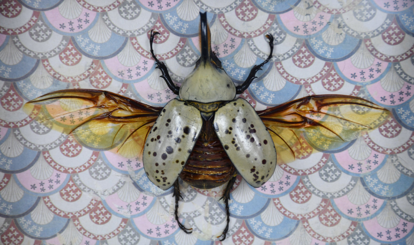 6"x6" Western Rhinoceros Hercules Beetle (Dynastes granti) Shadowbox Frame