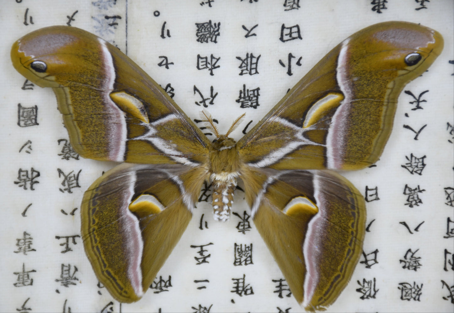 6"x6" Saturn Moth (Samia cynthia) Shadowbox Frame