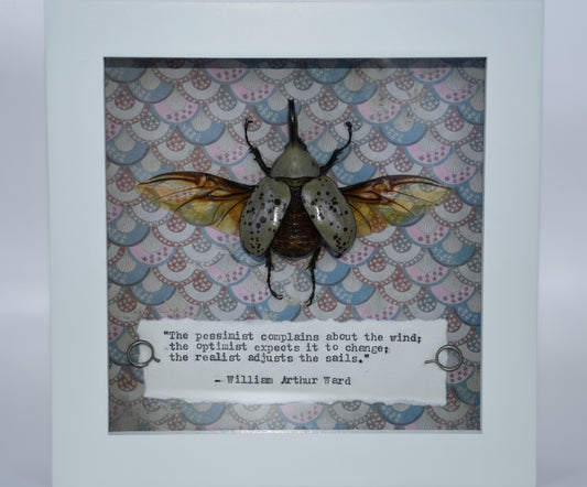 6"x6" Western Rhinoceros Hercules Beetle (Dynastes granti) Shadowbox Frame