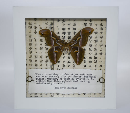 6"x6" Saturn Moth (Samia cynthia) Shadowbox Frame