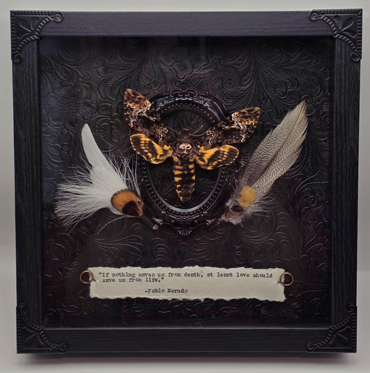 9"x9" Death's-Head Hawkmoth (Acherontia lachesis) Shadowbox Frame