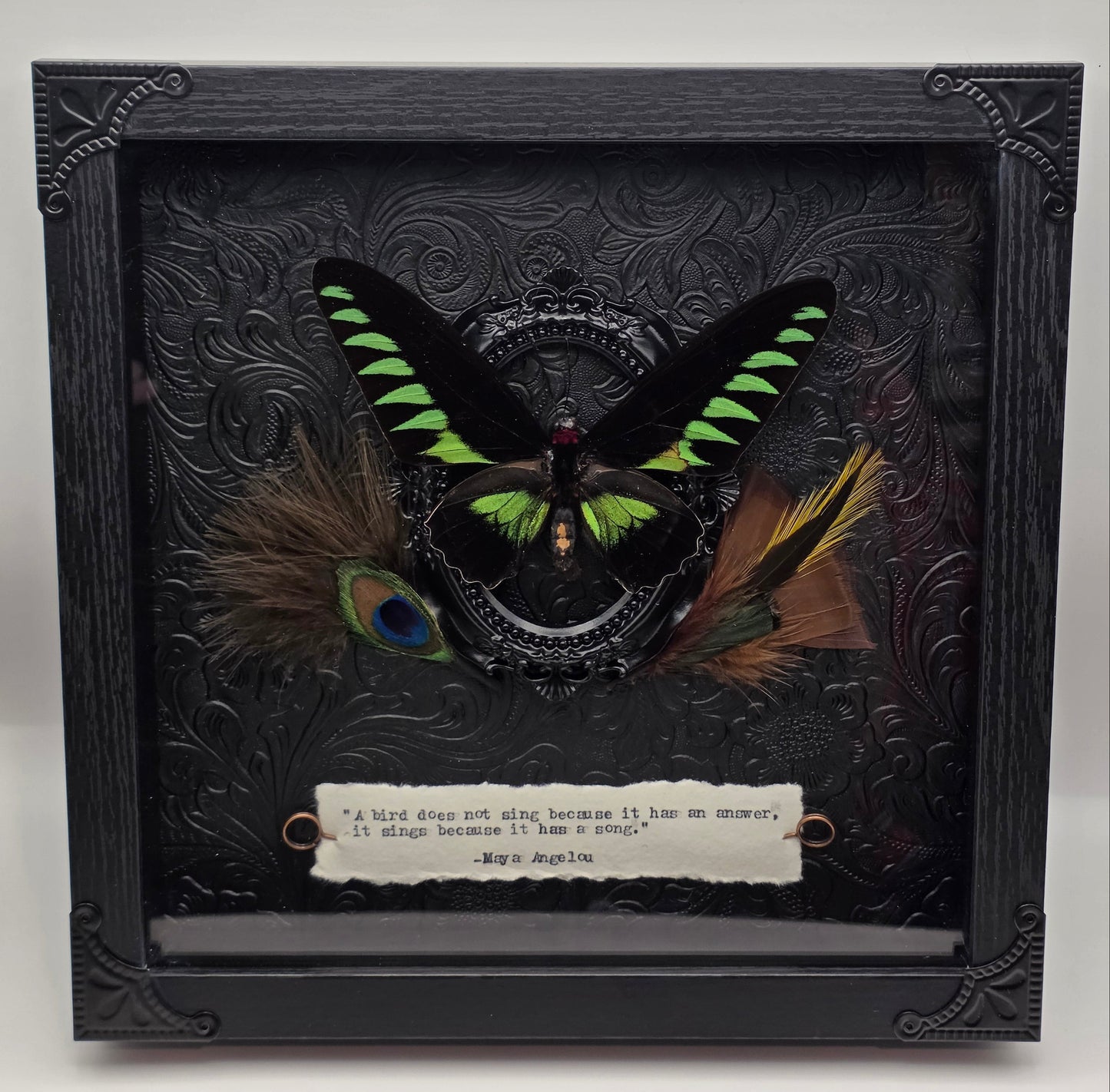 9"x9" Male "Rajah Brooke's Birdwing" Butterfly (Trogonoptera brookiana) Shadowbox Frame