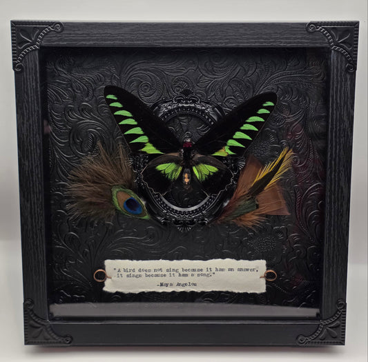 9"x9" Male "Rajah Brooke's Birdwing" Butterfly (Trogonoptera brookiana) Shadowbox Frame
