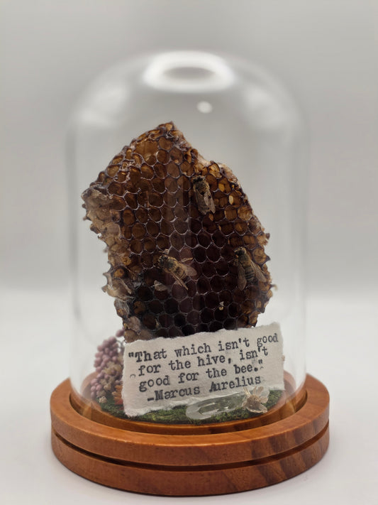 Honey Bee Dome