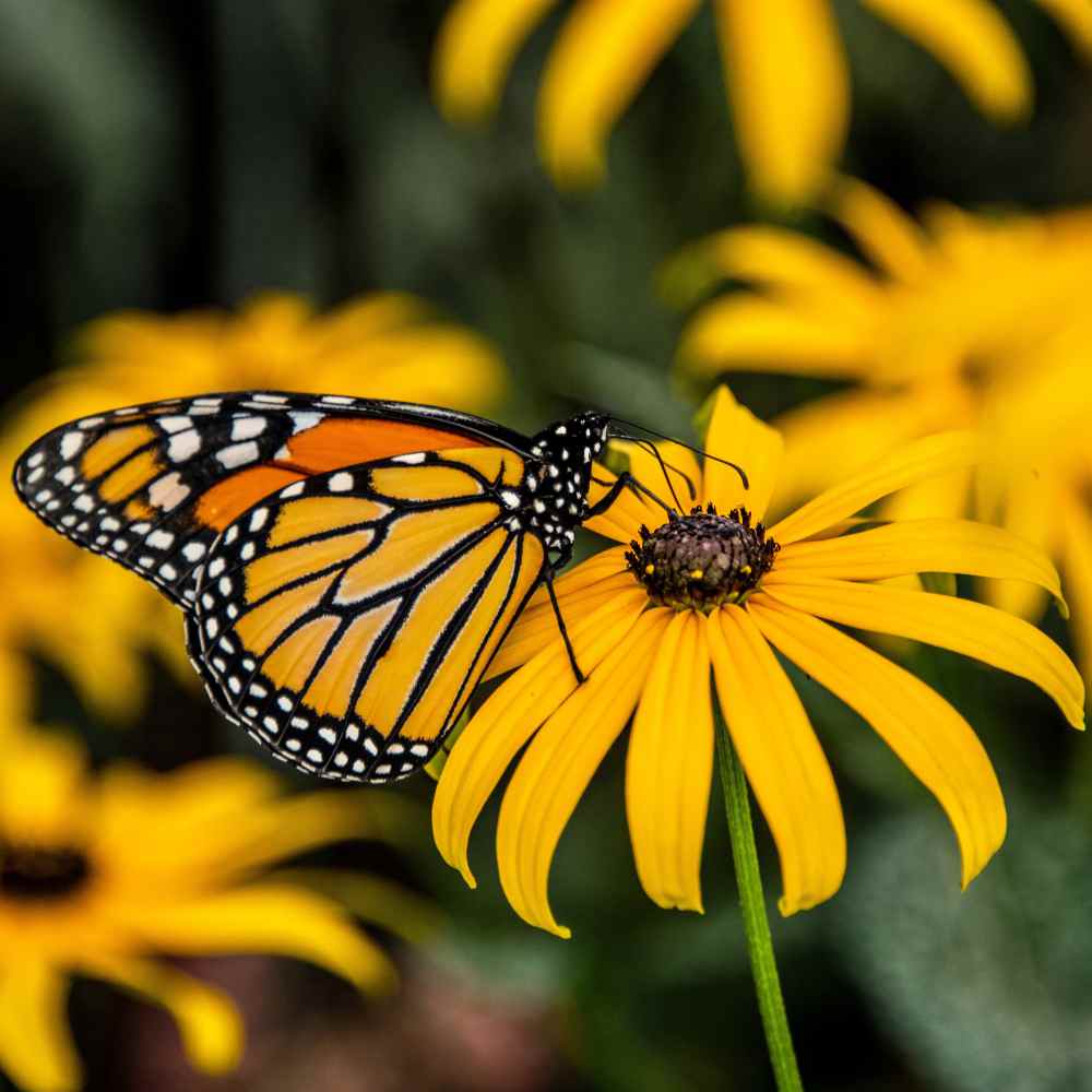 Scatter Garden | Monarch Butterfly Milkweed | Pollinators