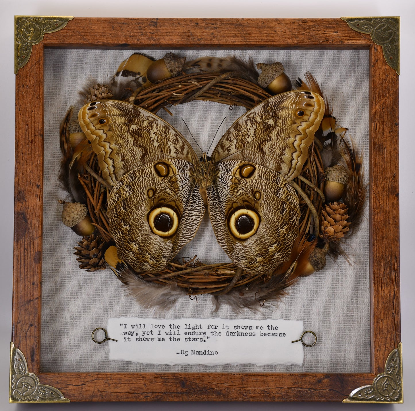 9"x9" Forest Giant Owl Butterfly (Caligo eurilochus) Shadowbox Frame