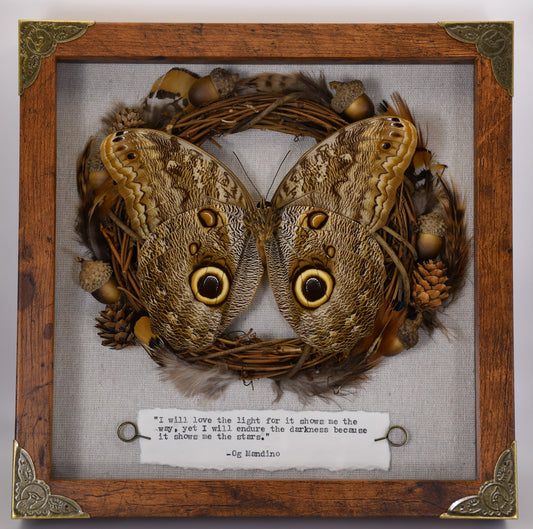 9"x9" Forest Giant Owl Butterfly (Caligo eurilochus) Shadowbox Frame