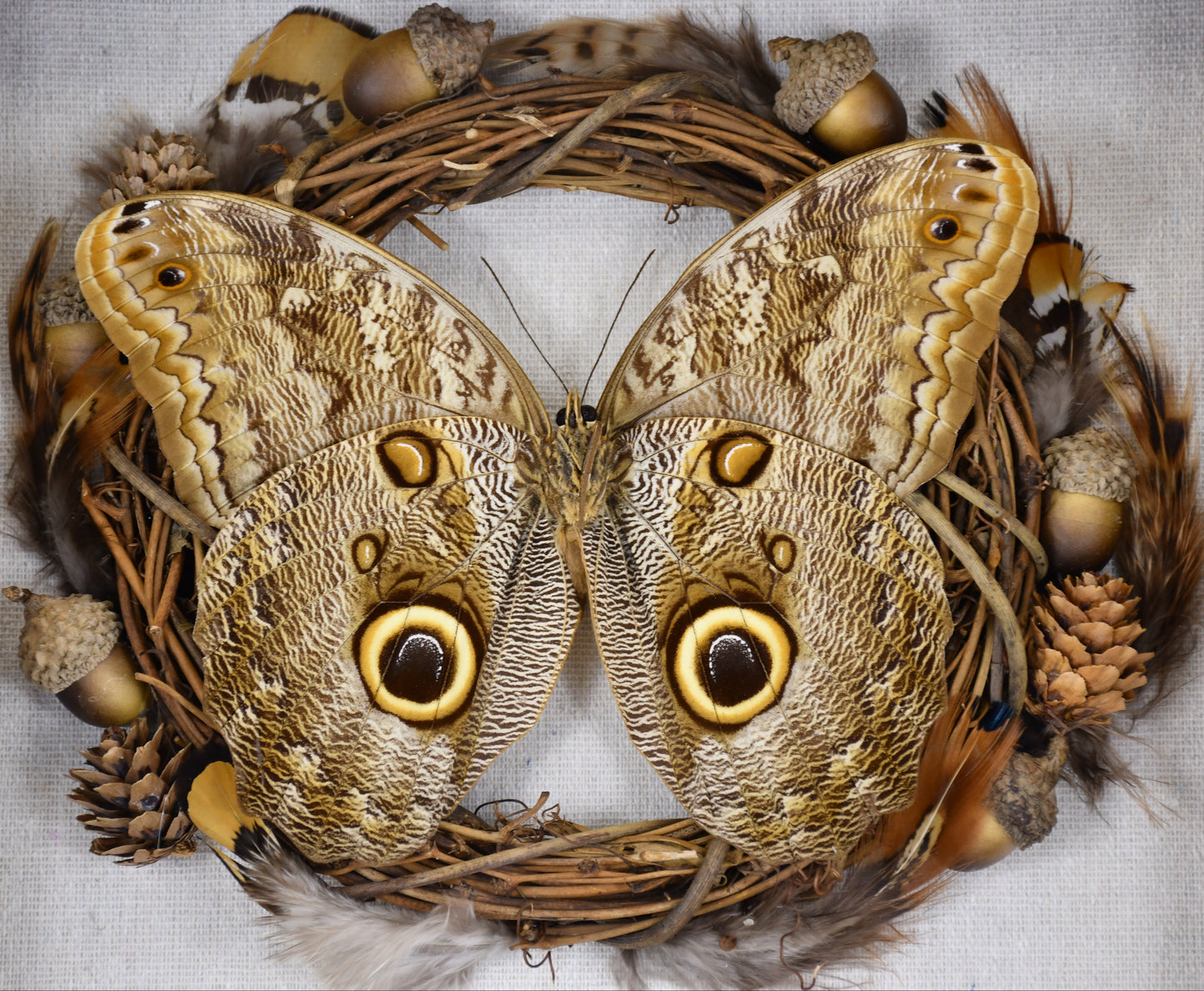 9"x9" Forest Giant Owl Butterfly (Caligo eurilochus) Shadowbox Frame