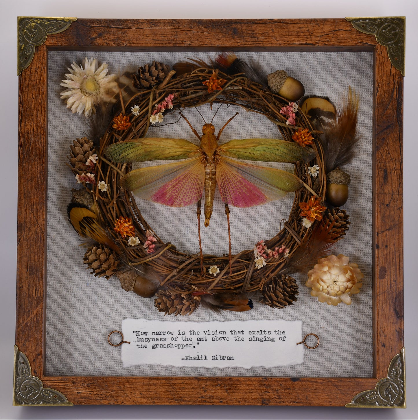 9"x9" Pink Grasshopper (Lophacris cristata) Shadowbox Frame