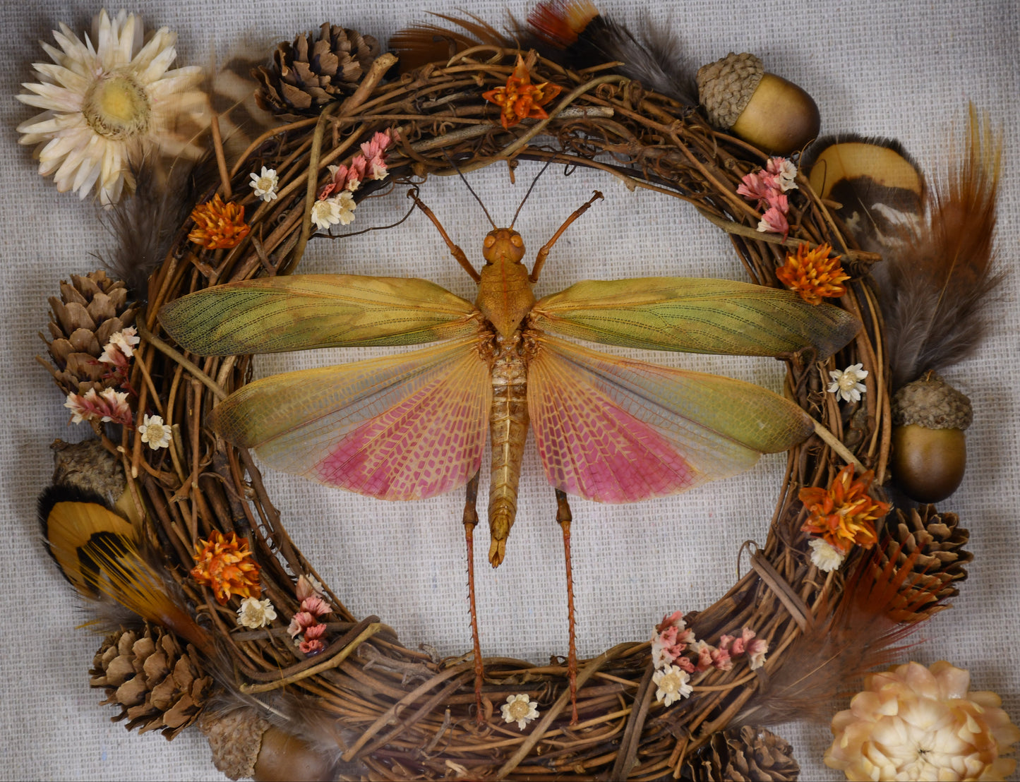 9"x9" Pink Grasshopper (Lophacris cristata) Shadowbox Frame