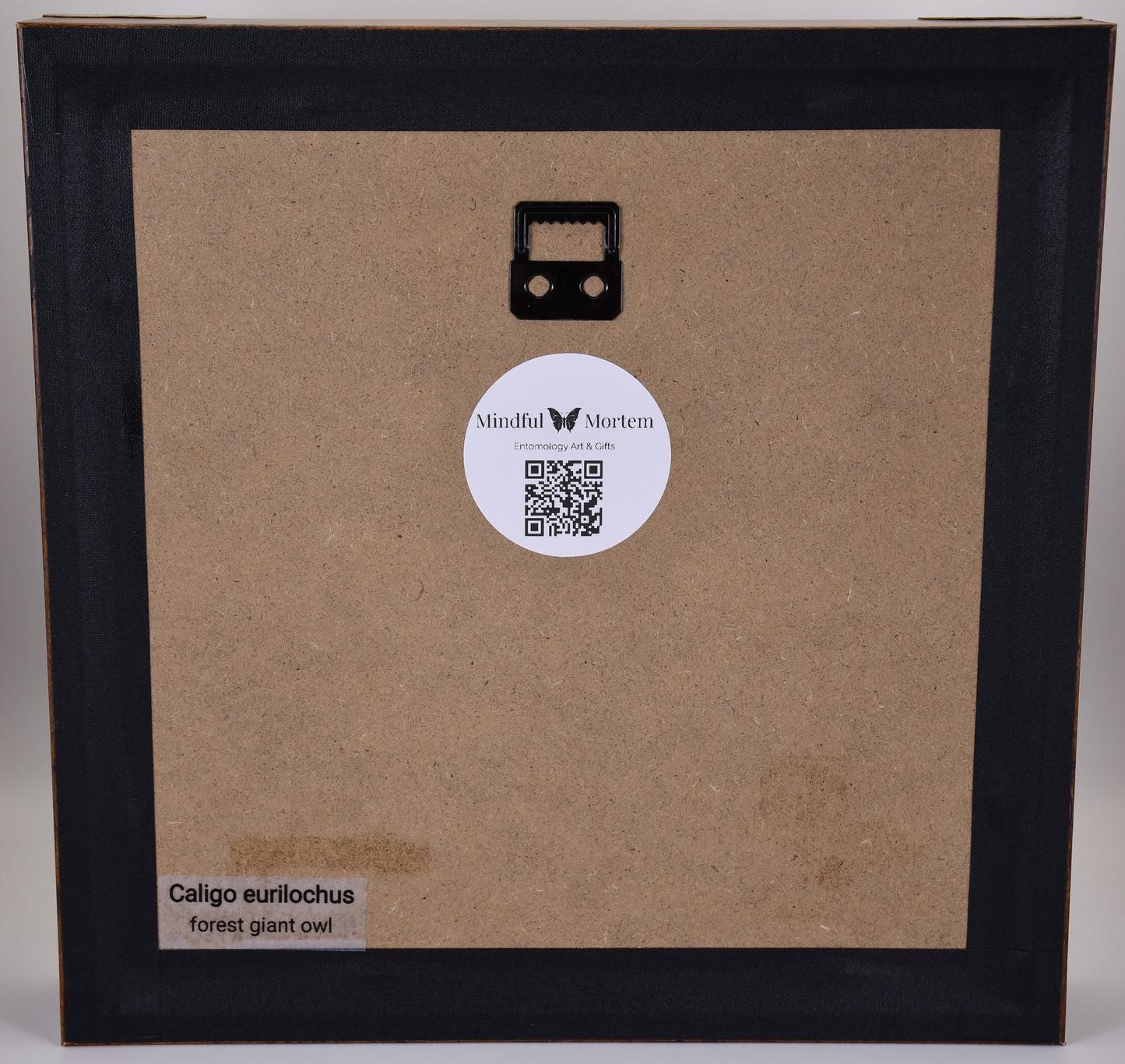 9"x9" Forest Giant Owl Butterfly (Caligo eurilochus) Shadowbox Frame