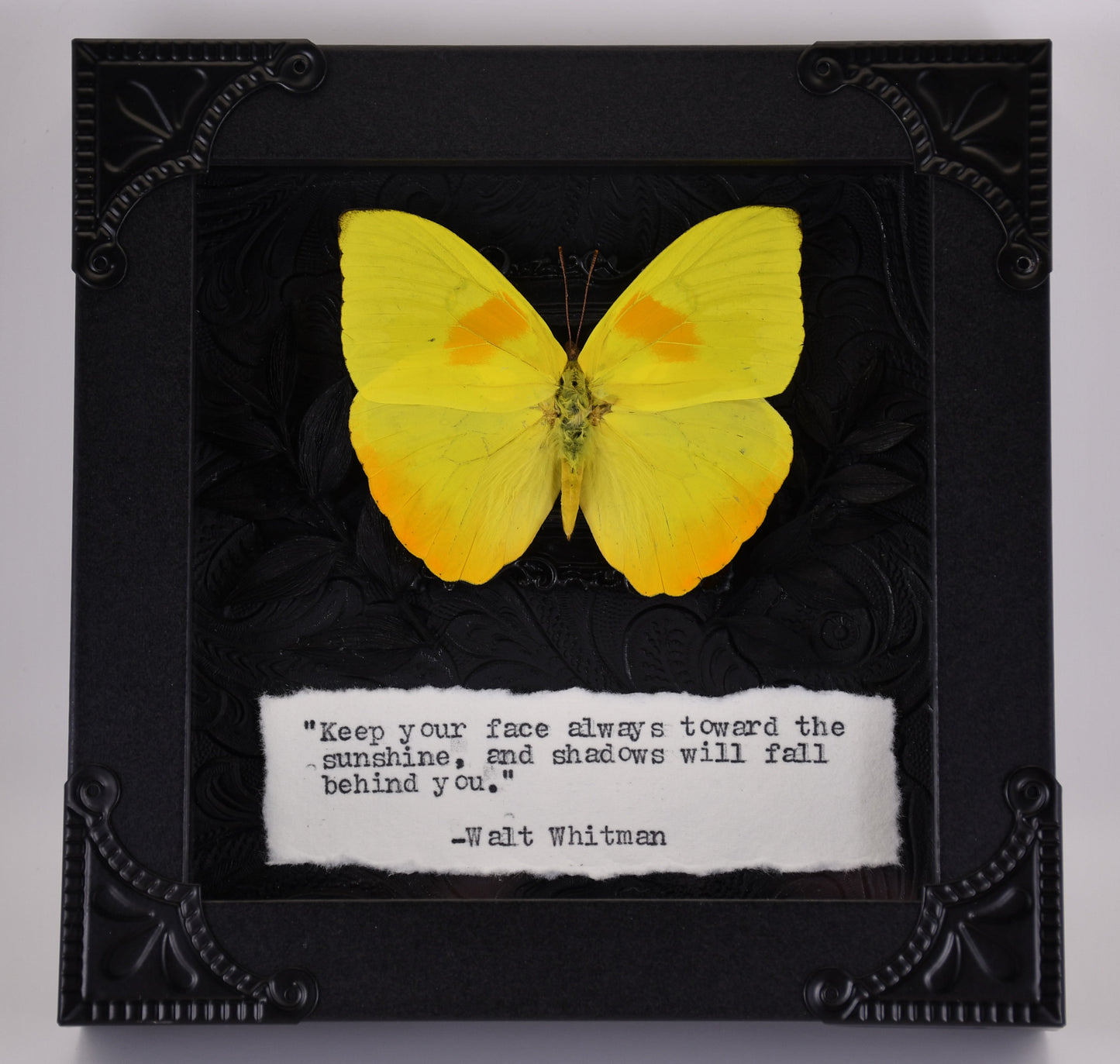 5"x5" Orange-Barred Sulphur Butterfly (Phoebis philea) Frame