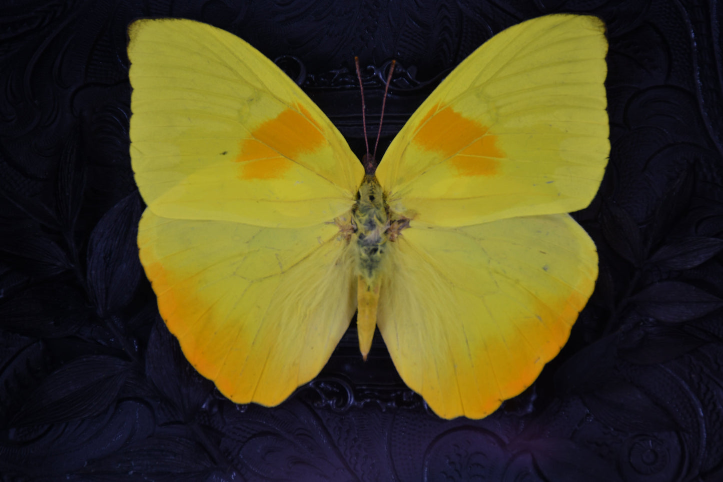 5"x5" Orange-Barred Sulphur Butterfly (Phoebis philea) Frame