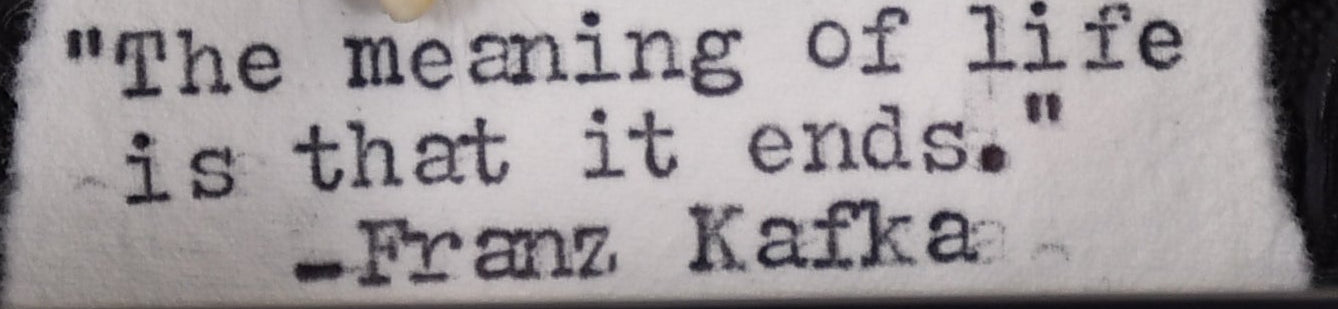 4"x3" Mask Skull Face Shield Bug (Eucorysses grandis) Shadowbox Frame