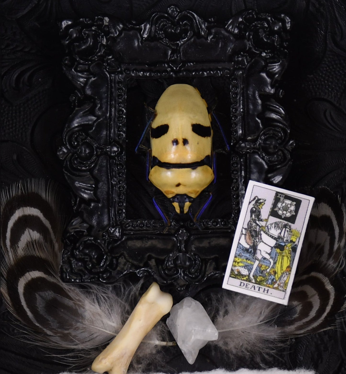 4"x3" Mask Skull Face Shield Bug (Eucorysses grandis) Shadowbox Frame