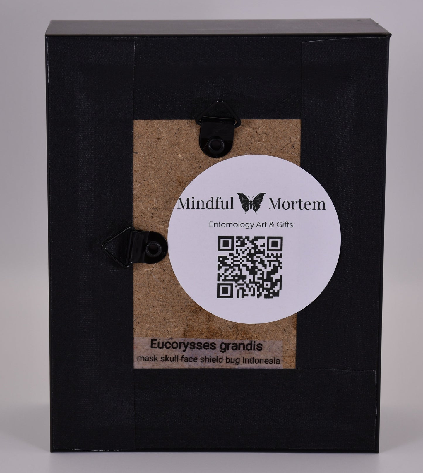 4"x3" Mask Skull Face Shield Bug (Eucorysses grandis) Shadowbox Frame
