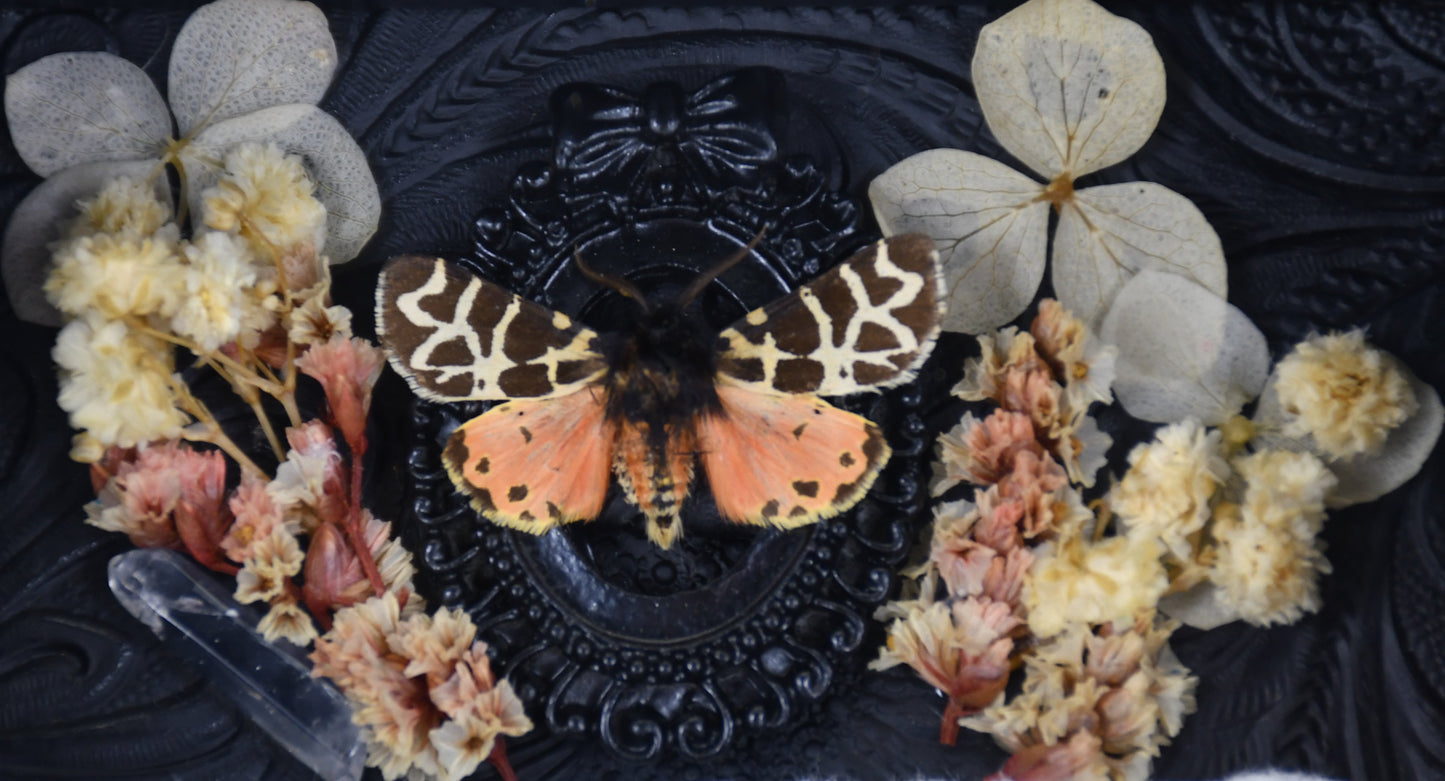 3"x4" Pink-Red Tiger Moth (Grammia incorrupta) Shadowbox Frame