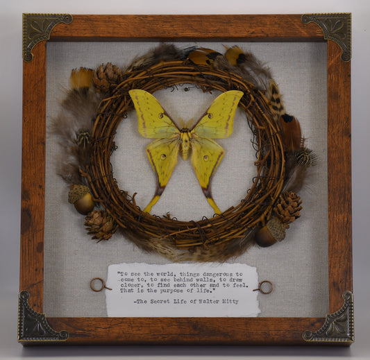 9"x9" Golden Moon Moth (Actias sinensis) Shadowbox Frame