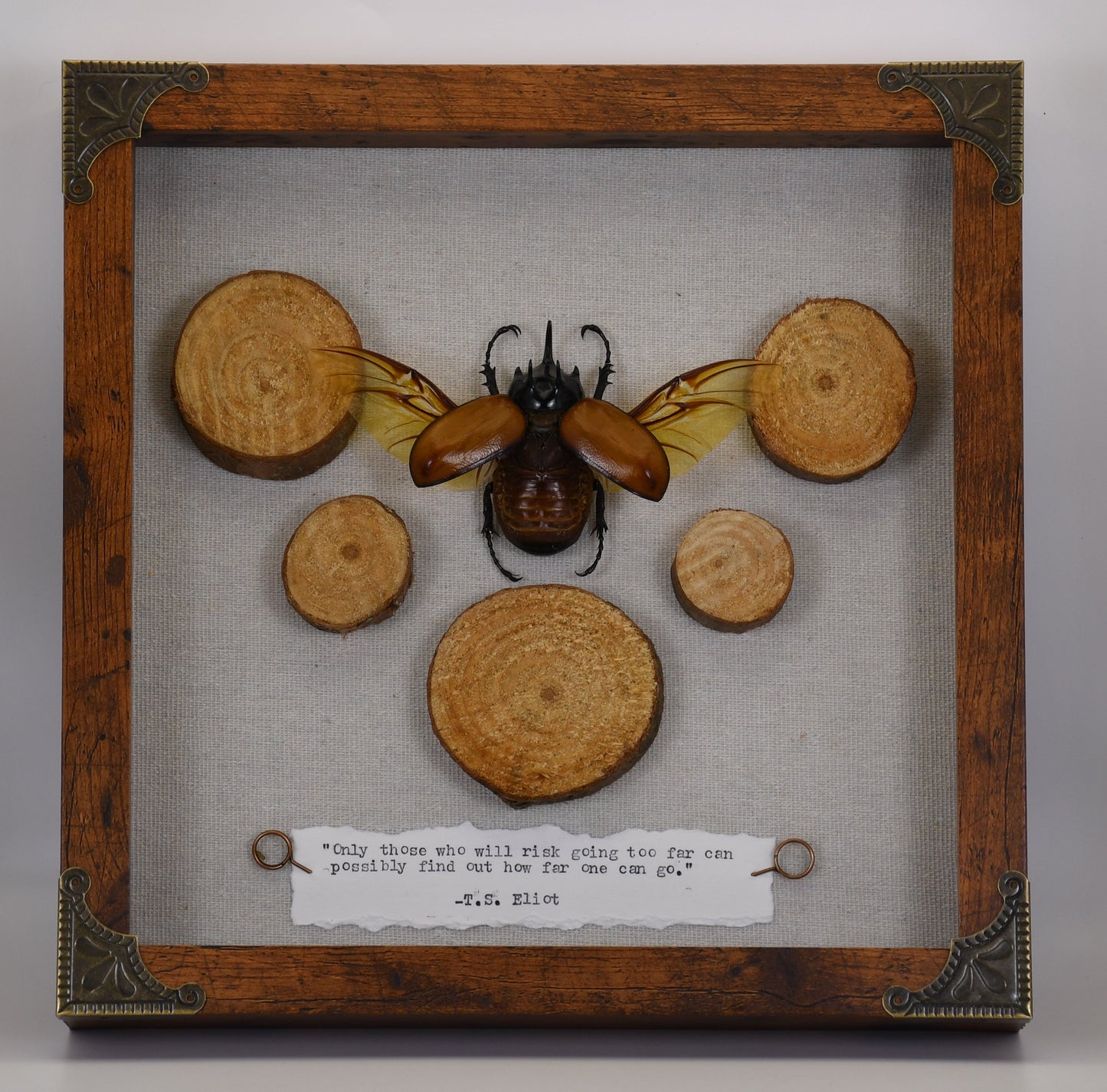 9"x9" 5-Horned Rhinoceros Beetle (Eupatorus gracilicornis) Shadowbox Frame