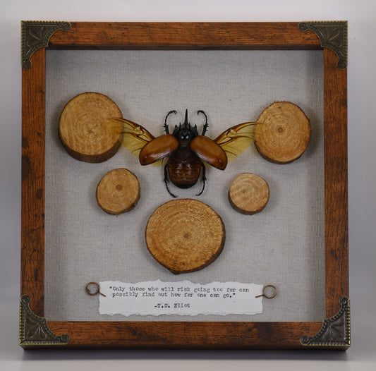 9"x9" 5-Horned Rhinoceros Beetle (Eupatorus gracilicornis) Shadowbox Frame