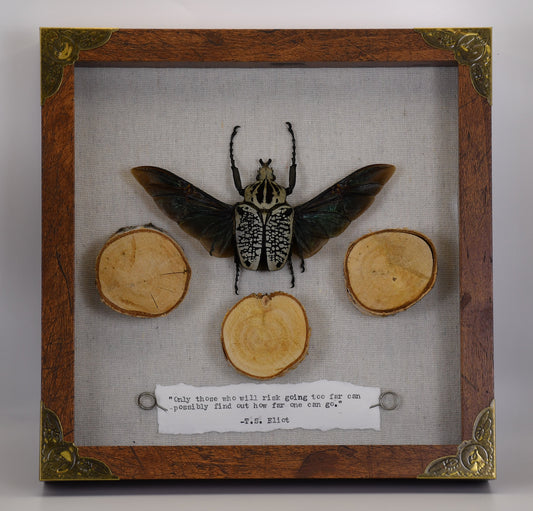 9"x9" African Flower Beetle (Goliathus orientalis)Shadowbox Frame