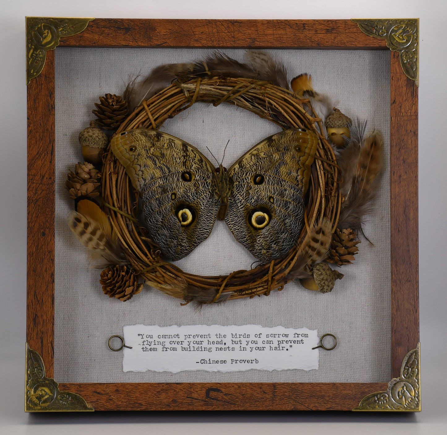 9"x9" Forest Giant Owl Butterfly (Caligo eurilochus) Shadowbox Frame