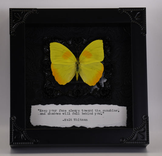 5"x5" Orange-Barred Sulphur Butterfly (Phoebis philea) Frame