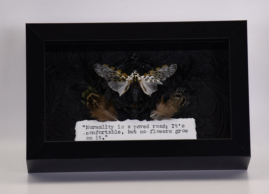 6"x3.5" White & Black Leopard Moth (Hypercompe scribonia) Shadowbox Frame