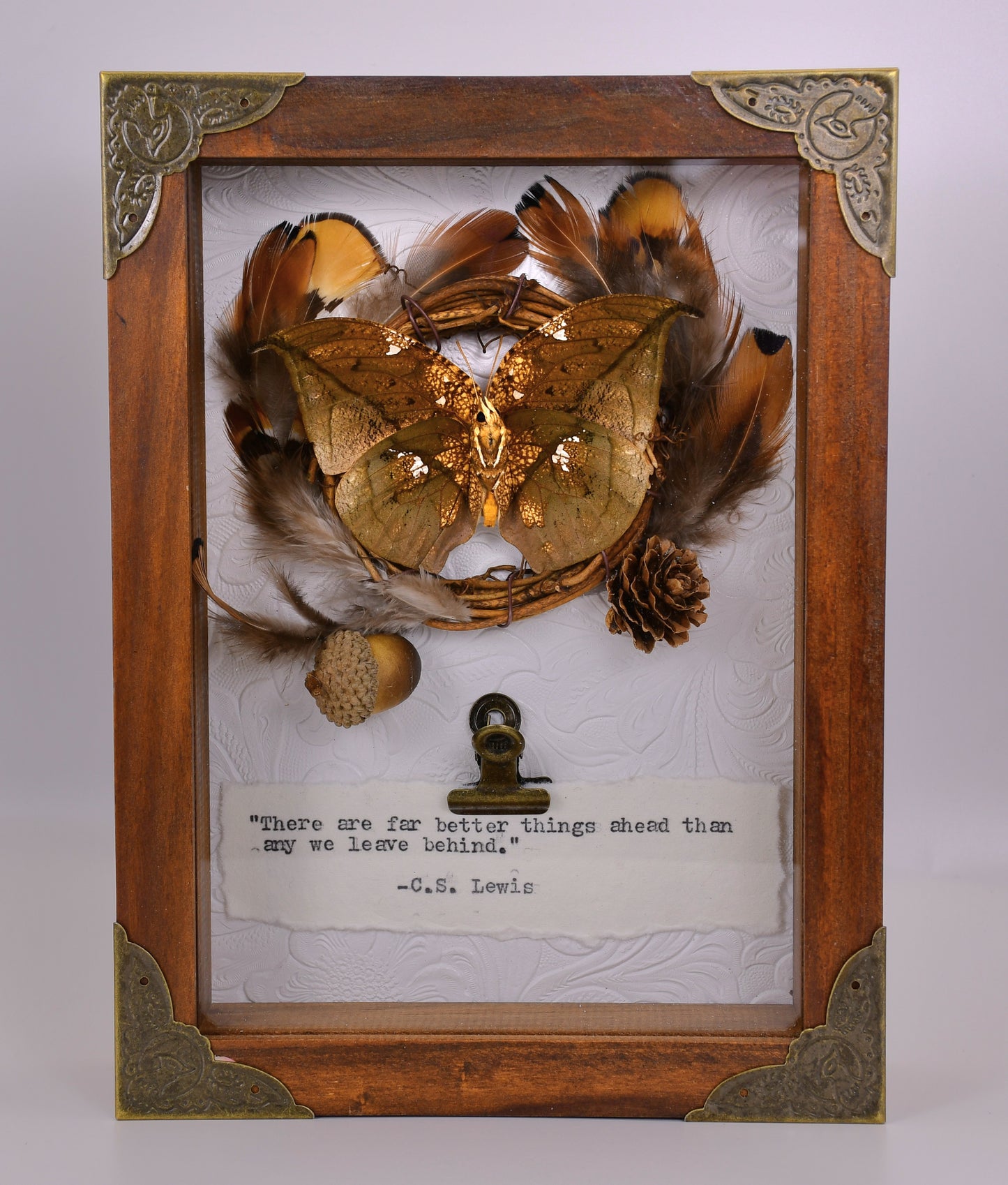 5"x 7" Gold Leaf Mimic Butterfly (Anaea archidona) Shadowbox Frame