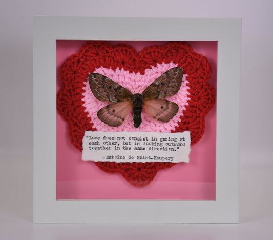6"x6" Pandora Pinemoth (Coloradia pandora) Shadowbox Frame