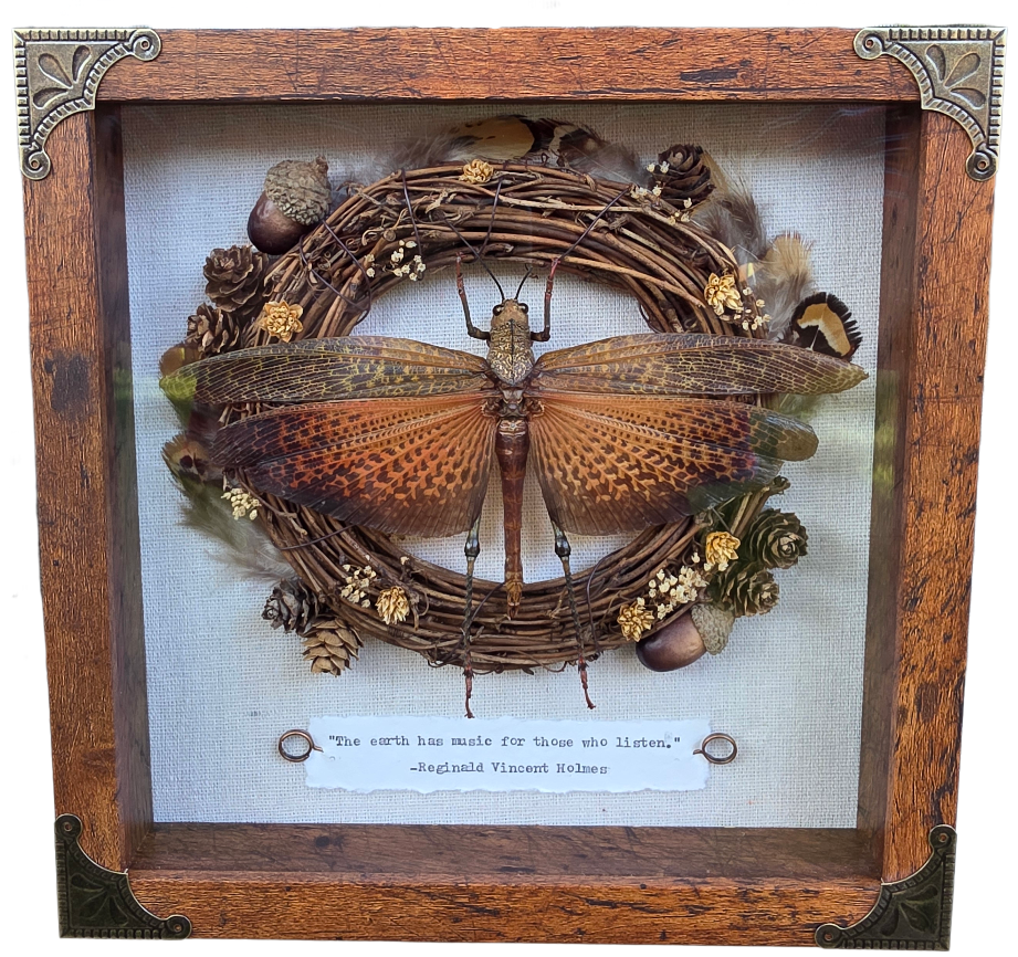 9"x9" Red/Orange Grasshopper (Tropidacris dux) Shadowbox Frame