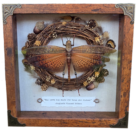 9"x9" Red/Orange Grasshopper (Tropidacris dux) Shadowbox Frame