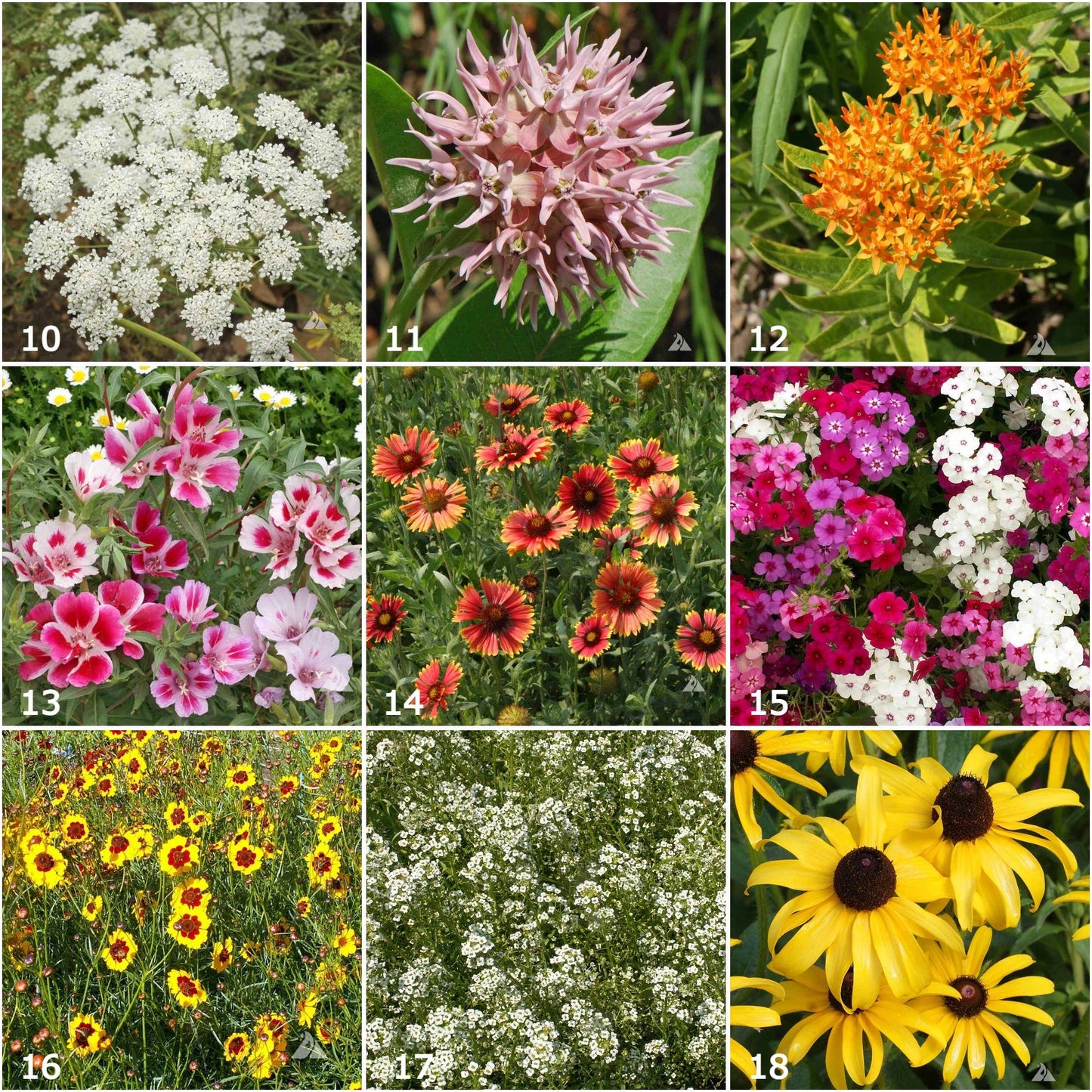 Scatter Garden | Butterfly Habitat | Best Seller: Butterfly